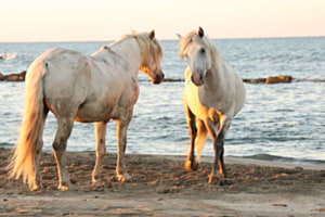 Camargue Hengste am morgen früh
