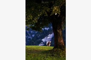 Herbstweide