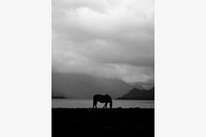 Pferd am See