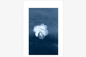 Cyanotypie Blue Flower 
