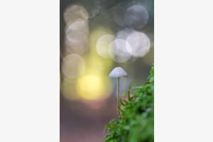 Pilz