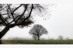 Baumreihe im Nebel