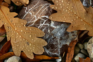 Herbstzeugnis