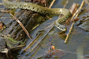 Etwas brenzlig - für den Frosch Etwas brenzlig - für den Frosch