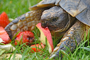Gesegneter Appetit