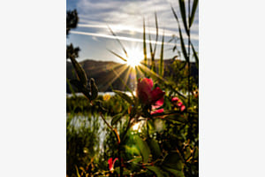 Blume im Gegenlicht