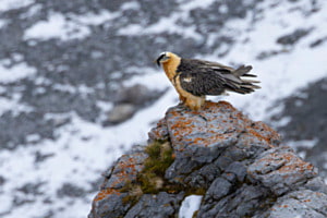 Bartgeier Bartgeier