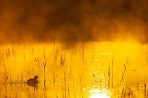 Stimmung im Nebel