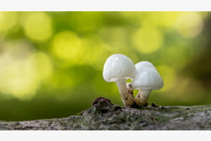 Buchenschleimrüblinge Buchenschleimrüblinge
