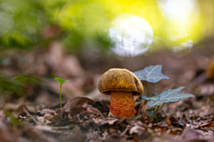 Ein Männlein steht im walde