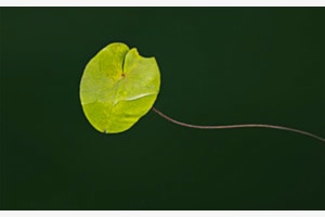 Seerose