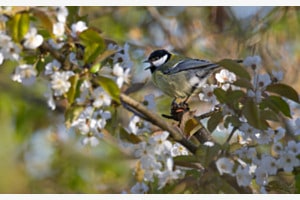 Frühling