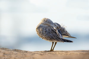 Knutt Knutt