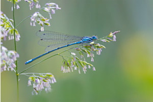 Jungfer im Gras