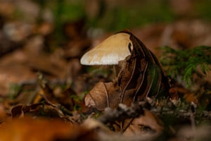 Momente im Wald