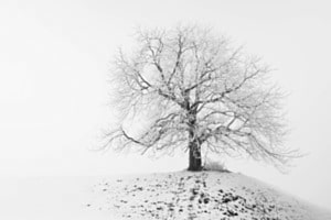 Baum Art