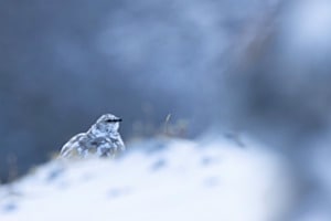 Schneehuhn Schneehuhn