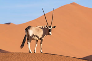 Walking throught the Namib Walking throught the Namib