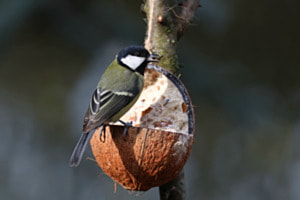 Hungrige Kohlmeise