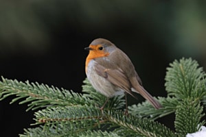 Meine letzten Tage als Vogel des Jahres 2025 Meine letzten Tage als Vogel des Jahres 2025