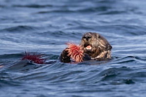 Seeotter beim Frühstück Seeotter beim Frühstück