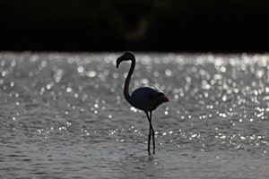 Flamingo 