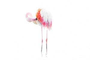 Flamingo im Gegenlicht 