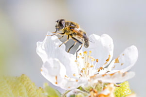 Bienen 