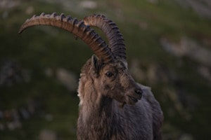 Steinbock Portrait 