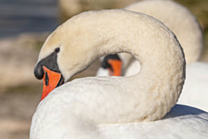 Porträt Höckerschwan