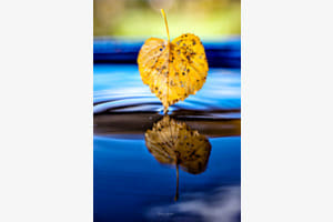 Herbstzauber in blau