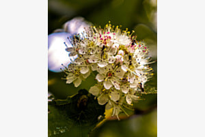 Diese Blüte steckt voller Leben 