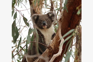 neugieriger Koala