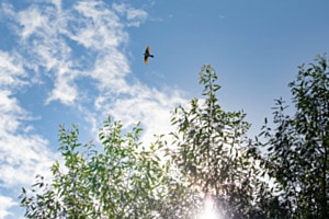 Überflieger 