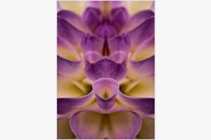 Flower Illusion 