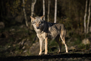 Wolf vor Birkenwald Wolf vor Birkenwald