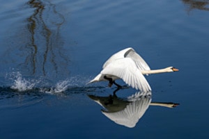 Schwan mit Spiegel