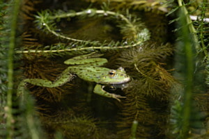 Dreiaugenfrosch