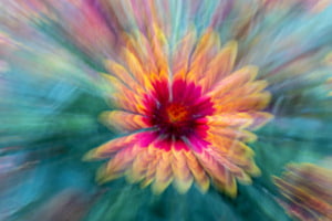 Wunderblume