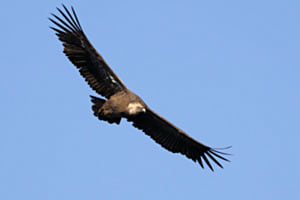 Gänsegeier