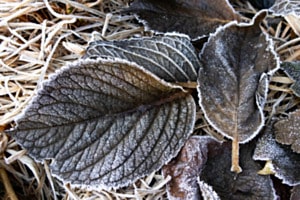 frostige Blätter