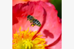 L'abeille qui dansait avec son ombre