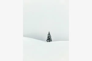 Oh Tannenbaum oh Tannenbaum....