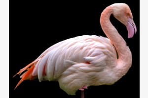 Pretty in Pink