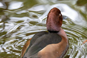 Spiegelbild