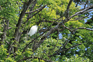 Seidenreiher auf dem Baum