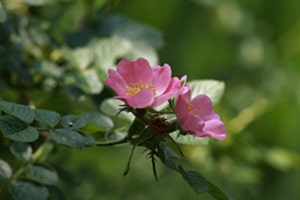 wilde Rose
