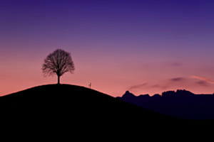 Trees at Sunrise