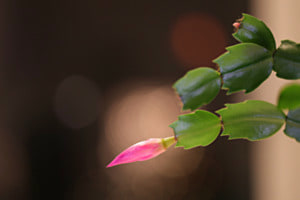 WEIHNACHTSKAKTUSBLÜTE