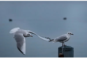 IM VORBEIFLUG